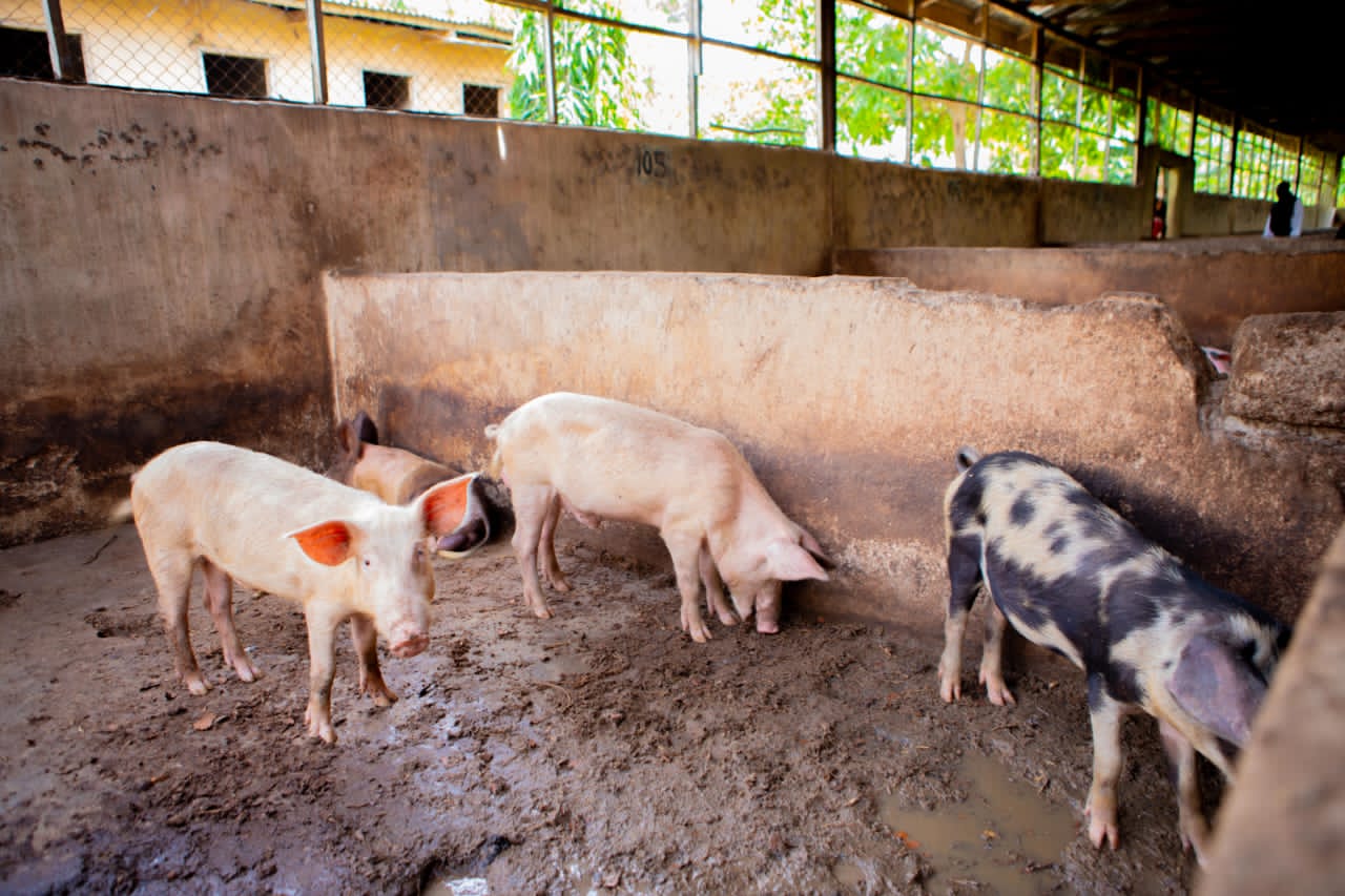 The Monastery Piggery Department