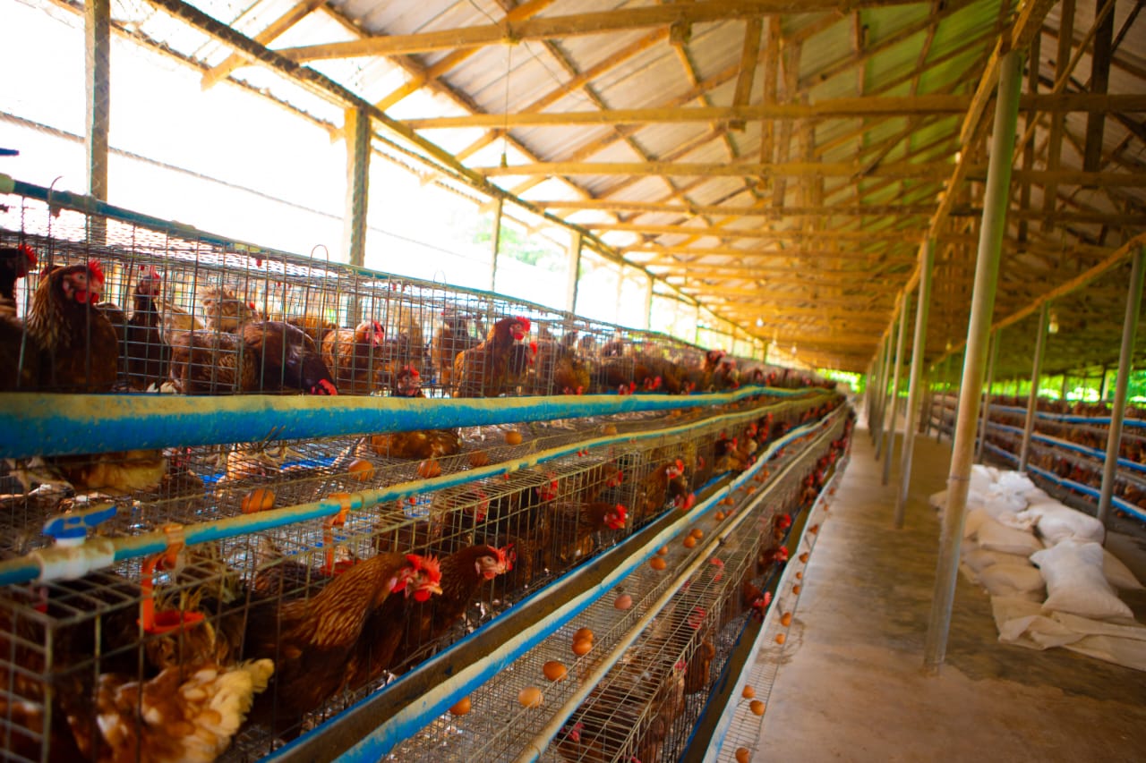 The Monastery Poultry Department